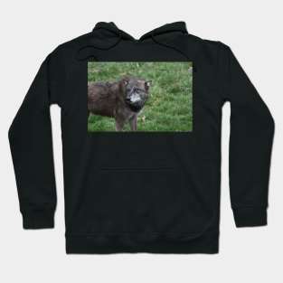 Wolf Hoodie